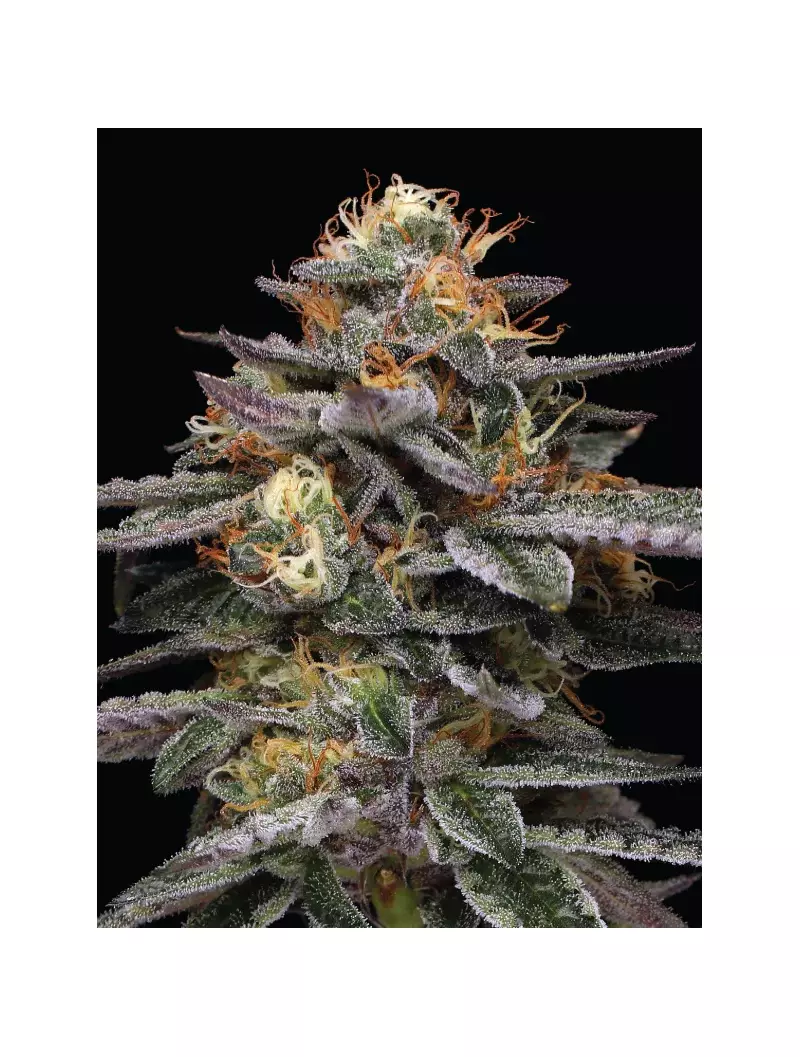 Vanilla Frosting, Фасовка: 3